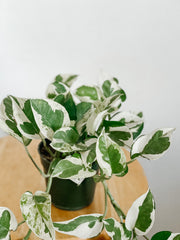 Pothos N Joy  ‘Epipremnum Aureum’